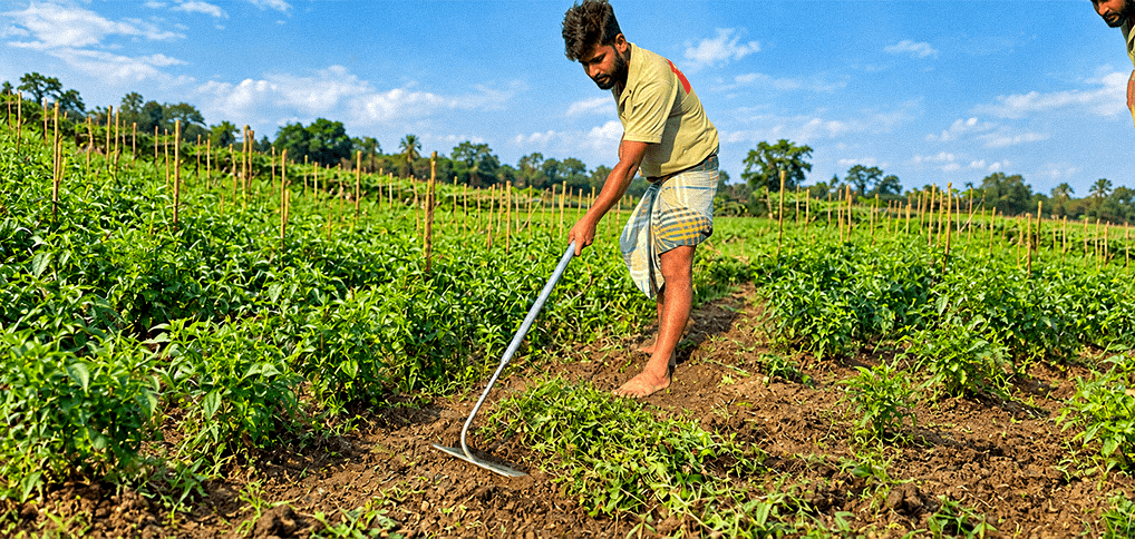 দ্রুত কাজ